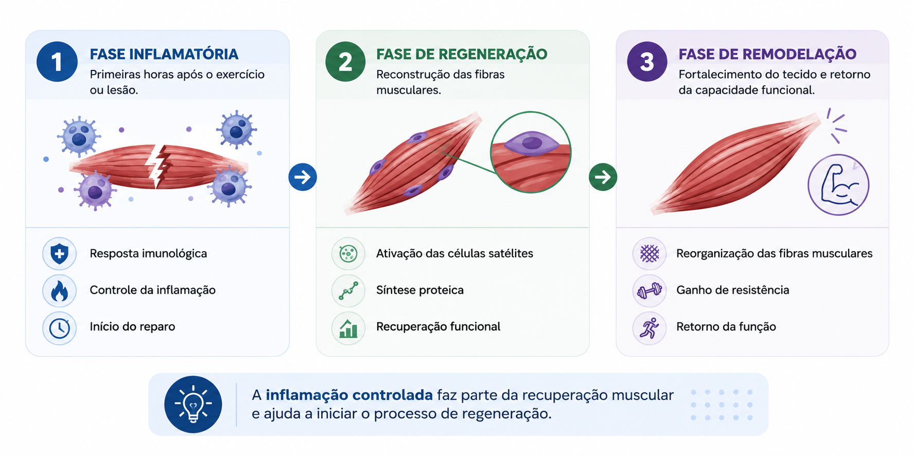 Fases da regeneração muscular